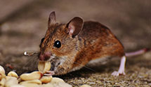 24 Hour & Emergency Exterminators in Jackson Twp, NJ